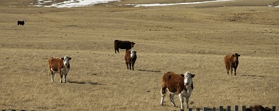 Pastureland panned by FSIN