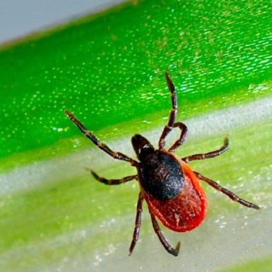 Health officials to give update on Lyme disease