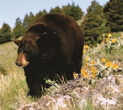 Man recovering from injuries after bear attack