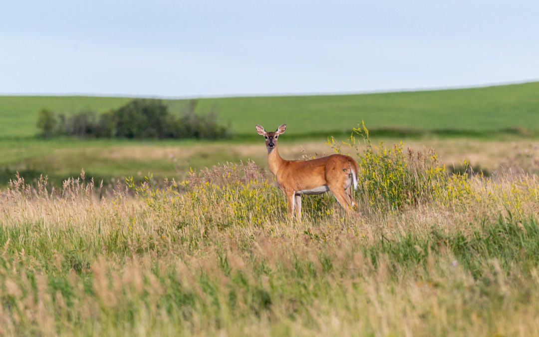 More animals tested for Chronic Wasting Disease in 2019 hunting season