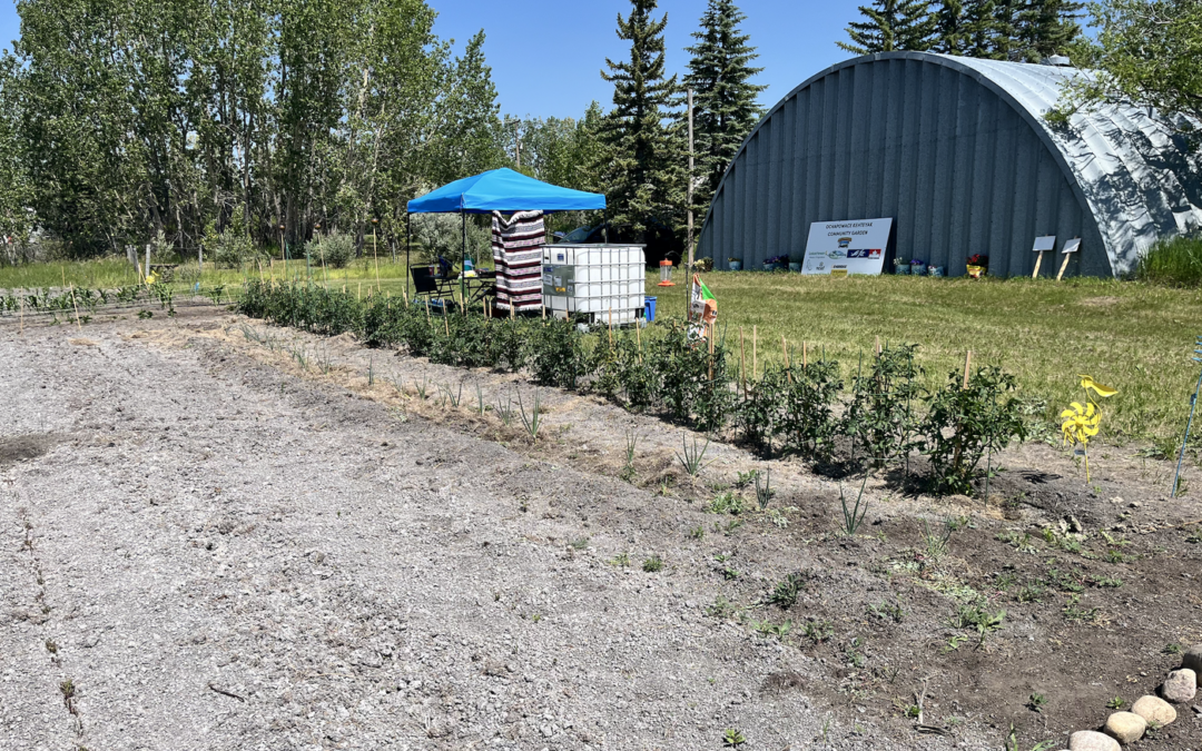 Ochapowace community garden is planting the seeds for a nutritious future