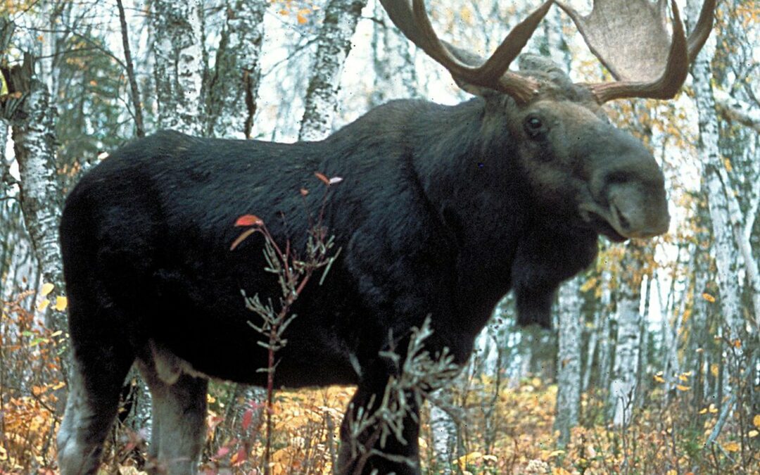 Moose on the move