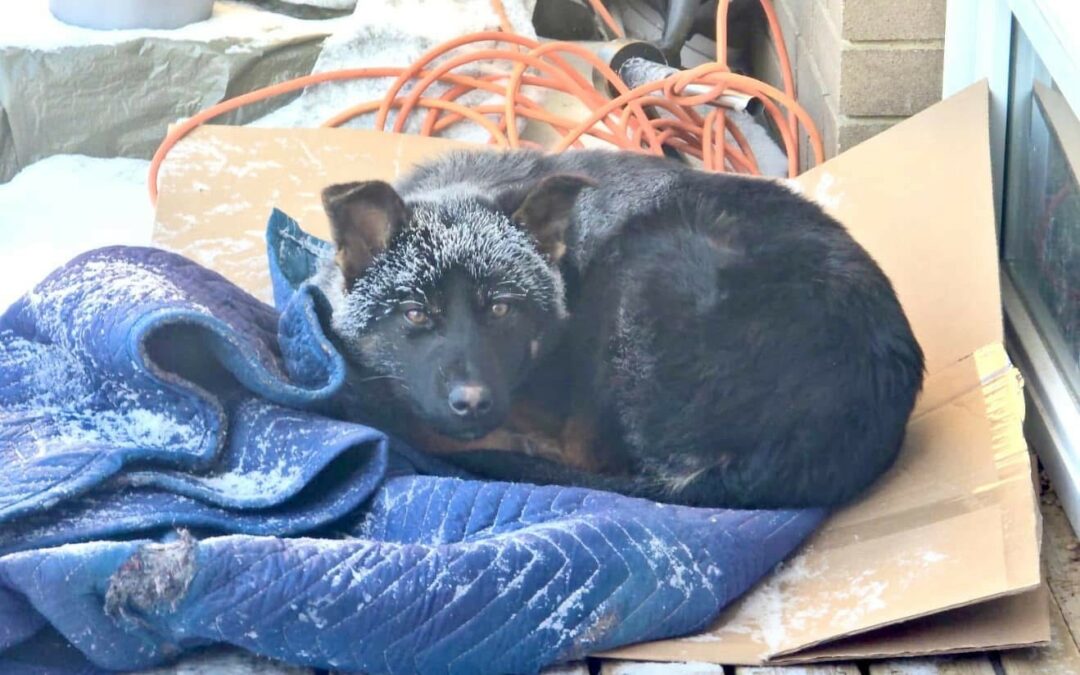 New dog rescue organization aims to rehome strays from northern First Nations