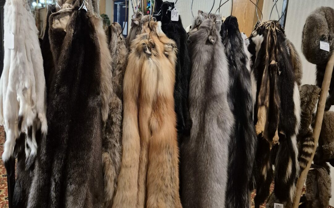 Indigenous Harvesters Association holds fur table in Prince Albert